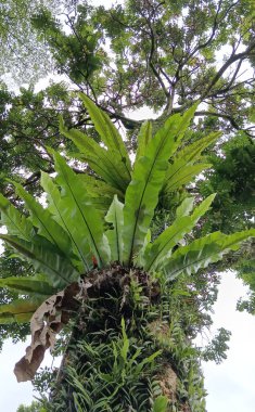 Palmiye ağacı, tropik yapraklar