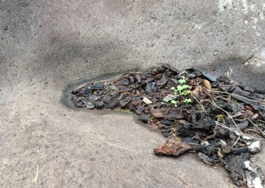 Parktaki yeşil bitkinin yakın plan fotoğrafı.