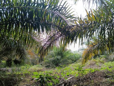 Palmiye yaprakları, bitki.