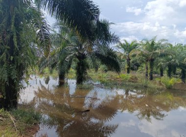 Bahçedeki palmiye ağacı