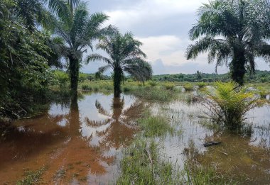 Ormandaki nehir, yeşil bitkileri olan ağaçlar..