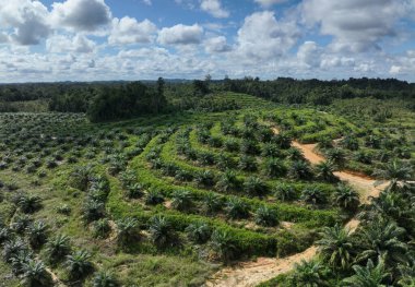 Tropikal palmiye ağaçlarının havadan görünüşü, tropikal palmiye tarlaları.
