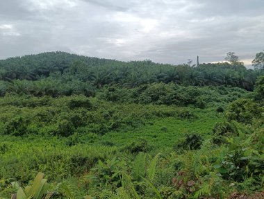 Ormandaki yeşil alan