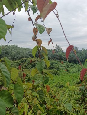Ormanda yeşil yapraklar