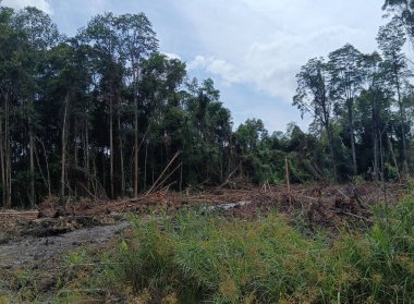 Ağacı ve ormanı olan güzel bir manzara.
