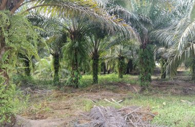Ormandaki palmiye tarlası