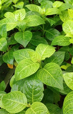 Bahçedeki bir bitkinin yeşil yaprakları