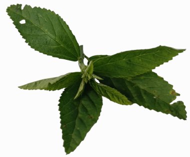 Beyaz arkaplanda yeşil yaprak