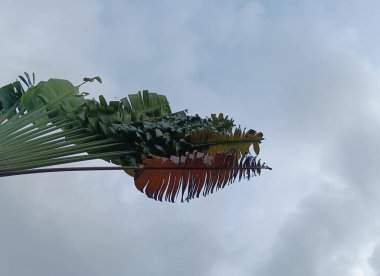 Bir demet renkli çiçeğin yakın görüntüsü