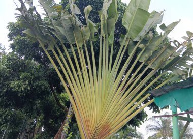 Yapraklı yeşil palmiye