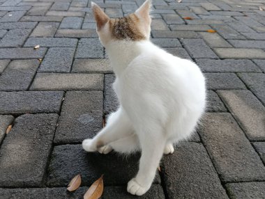 Beyaz kedi sokakta oturuyor, yukarı bakıyor.