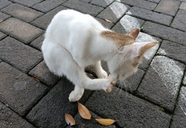 Sokakta kedi var, kapatın.