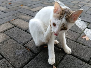 Kedi sokakta oturuyor.