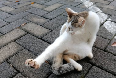 Kaldırımdaki beyaz bir kedinin dikey görüntüsü.