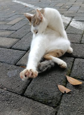 Kedi sokakta oturuyor.