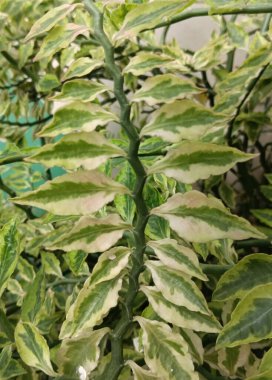 yeşil yapraklar, bitkiler ve yapraklar