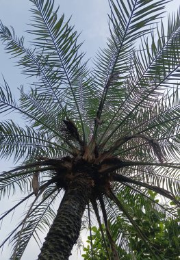 Bahçedeki palmiye ağacı