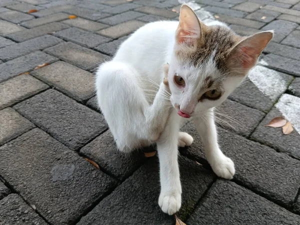 Kedi sokakta oturuyor.