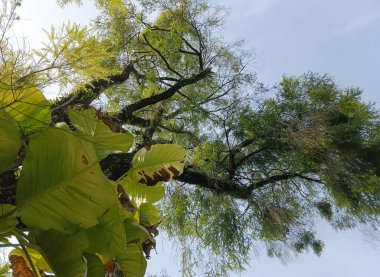 Yeşil yaprak, bitki örtüsü