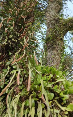 Bahçede yeşil yapraklar