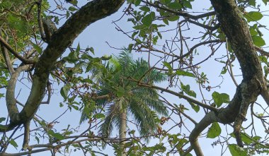 Doğanın güzel manzarası
