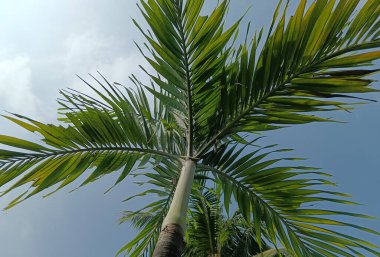 Mavi gökyüzü olan palmiye ağacı