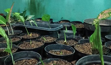 Tencerede yeşil bitkiler