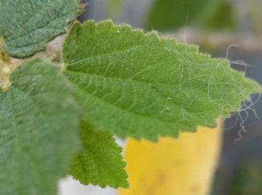 Yeşil yaprakları kapat