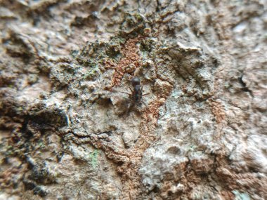 arka plan olarak ağaç kabuğunun dokusu.