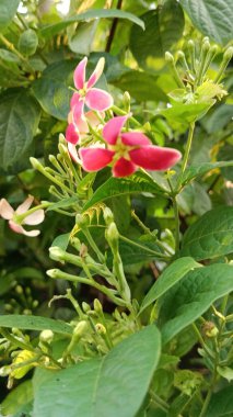 Güzel botanik fotoğrafı, doğal duvar kağıdı.