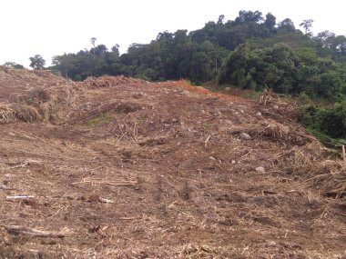 ormana odun yığını