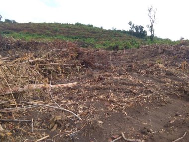 Ormanda bir ağaç yığını