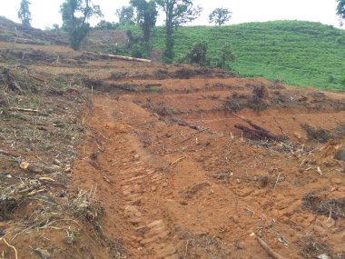 Kırsal alanda yeşil arazi