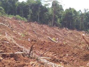 Ağaçlarla kaplı güzel bir manzara.