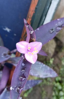 Bahçede mor çiçekler