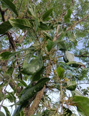 Ağacın yapraklarından uzak dur. doğa arkaplanı.