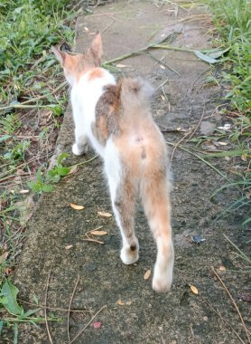 Bahçedeki sevimli kedi.