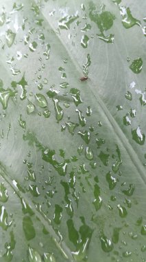 Yeşil yaprağa su damlası.