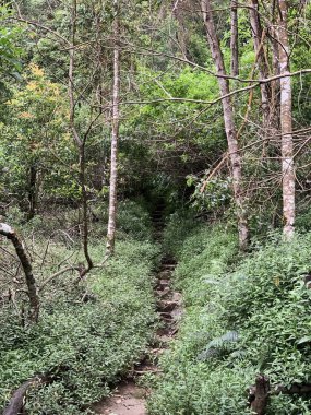 Ormanın güzel manzarası