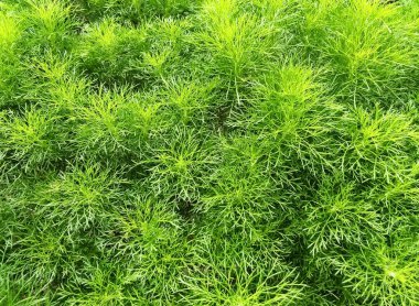 Yeşil çimenlerin arka planı. doğal arkaplan.