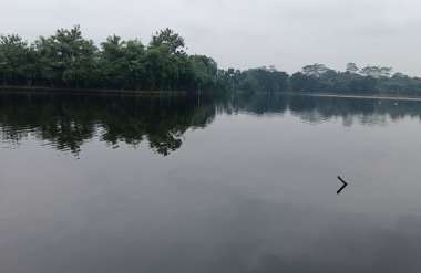Ormandaki nehrin güzel manzarası