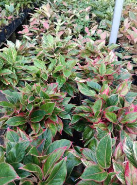 Bahçede kırmızı yapraklar