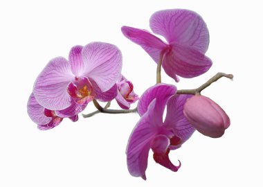 Beyaz arkaplanda pembe orkide çiçeği