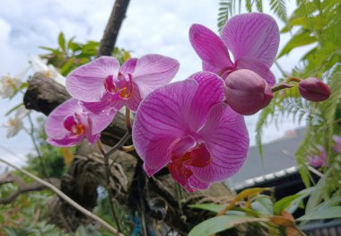 Bahçedeki güzel orkide çiçeği