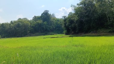 Dağlarda yeşil pirinç tarlası
