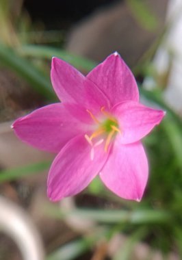 Güzel pembe bir çiçeğe yaklaş.