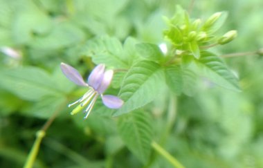 Beyaz arkaplan ile yeşil yaprak