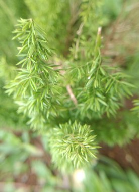 Ormanda yeşil yapraklar