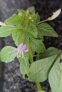 Bahçedeki güzel çiçekler