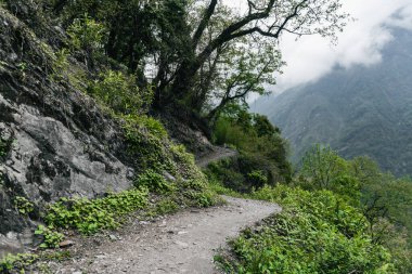 Nepal 'in Gandaki Eyaleti' ndeki Annapurna Ana Kampı yürüyüş rotası boyunca manzaralı orman patikası. Bereketli yeşillik, taş basamaklar ve huzurlu Himalaya vahşi doğası Güney Asya 'da sakin bir macera manzarası yaratır..